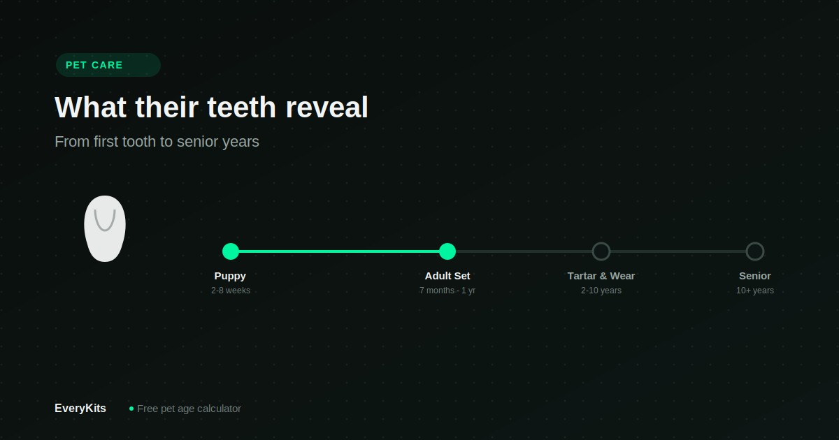How to Tell a Dog's Age by Its Teeth (+ Life Stage Chart)